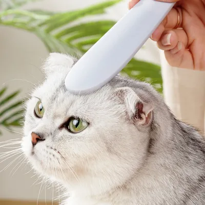 FurryFusion Peigne à langue de chat pour chat