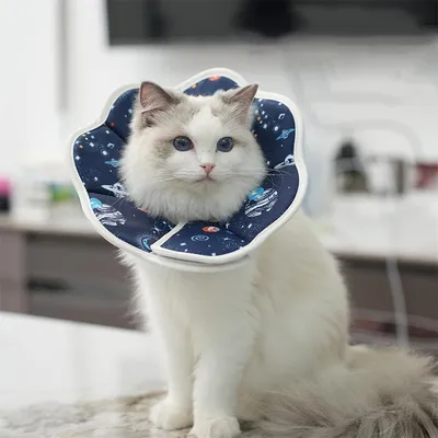 FurryFusion Collerette anti - morsure pour chat