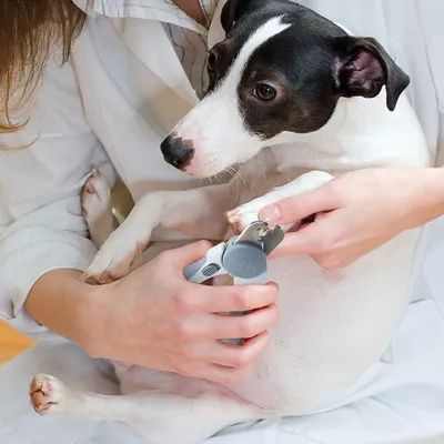 FurryFusion Coupe-ongles pour chats et chiens avec lime