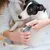 FurryFusion Coupe-ongles pour chats et chiens avec lime FurryFusion Coupe-ongles pour chats et chiens avec lime