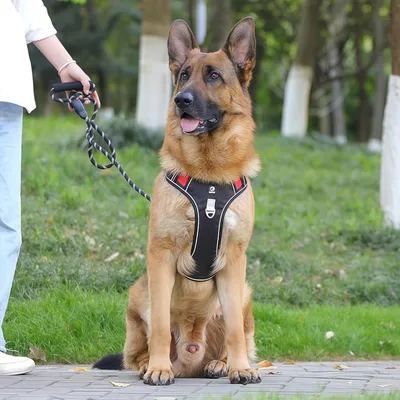 FurryFusion Harnois pour grands chiens - Sans traction