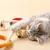 FurryFusion Corde de mastication pour chat, jouet et dentifrice
