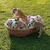 FurryFusion Panier en osier avec coussin