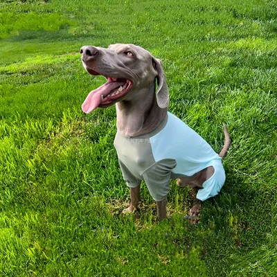 FurryFusion Ice-Silk-Kleidung für Hunde – Version für Hündinnen FurryFusion Ice-Silk-Kleidung für Hunde – Version für Hündinnen