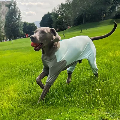 FurryFusion Ice-Silk-Kleidung für Hunde – Version für Rüden