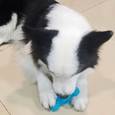 FurryFusion Jouet à mâcher pour chien