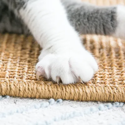 FurryFusion Tapis griffoir pour chat