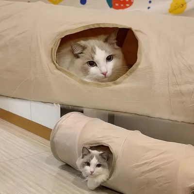 Tunnel pour chat silencieux et pliable