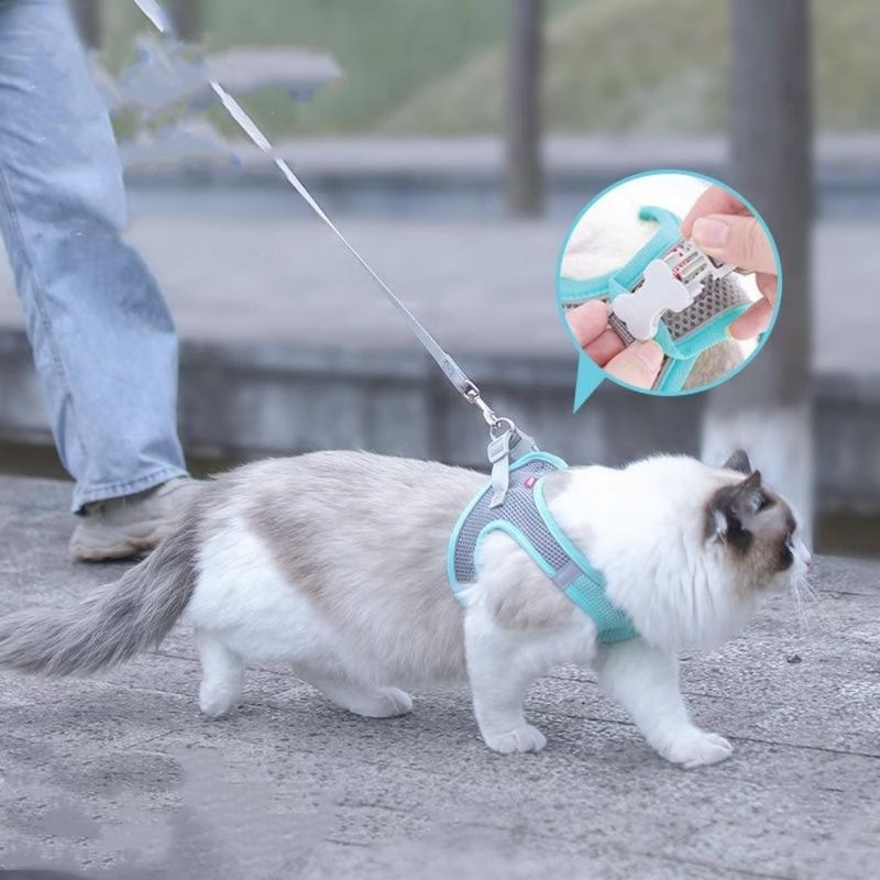FurryFusion Harnais et Laisse pour Chat