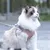 FurryFusion Harnais et Laisse pour Chat FurryFusion Harnais et Laisse pour Chat