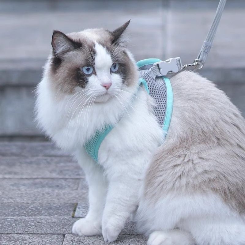 FurryFusion Harnais et Laisse pour Chat