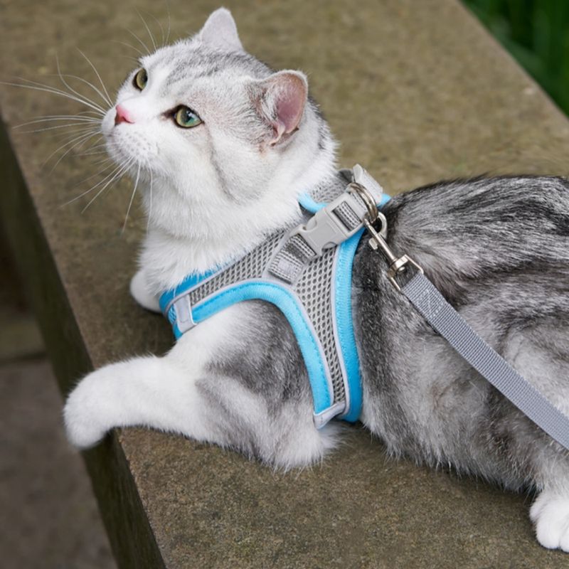 FurryFusion Harnais et Laisse pour Chat