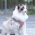 FurryFusion Harnais et Laisse pour Chat
