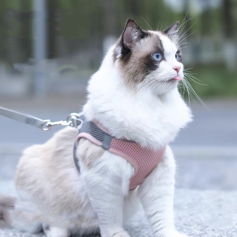 FurryFusion Harnais et Laisse pour Chat