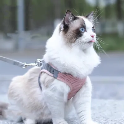 FurryFusion Harnais et Laisse pour Chat