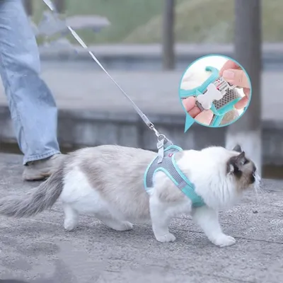 FurryFusion Harnais et Laisse pour Chat
