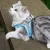 FurryFusion Harnais et Laisse pour Chat