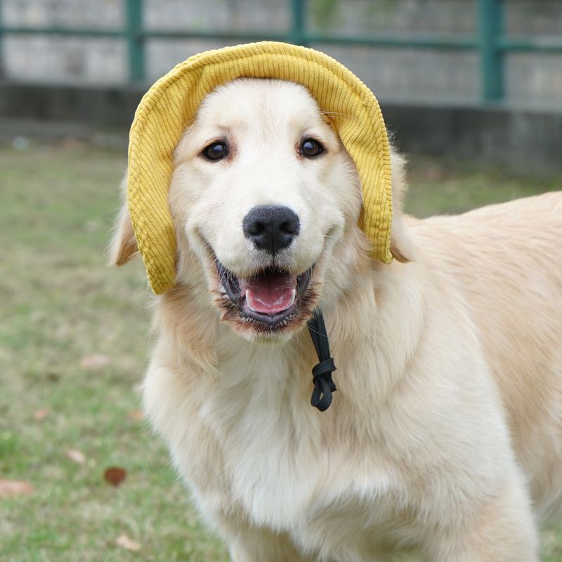 FurryFusion Chapeau pour animaux de compagnie