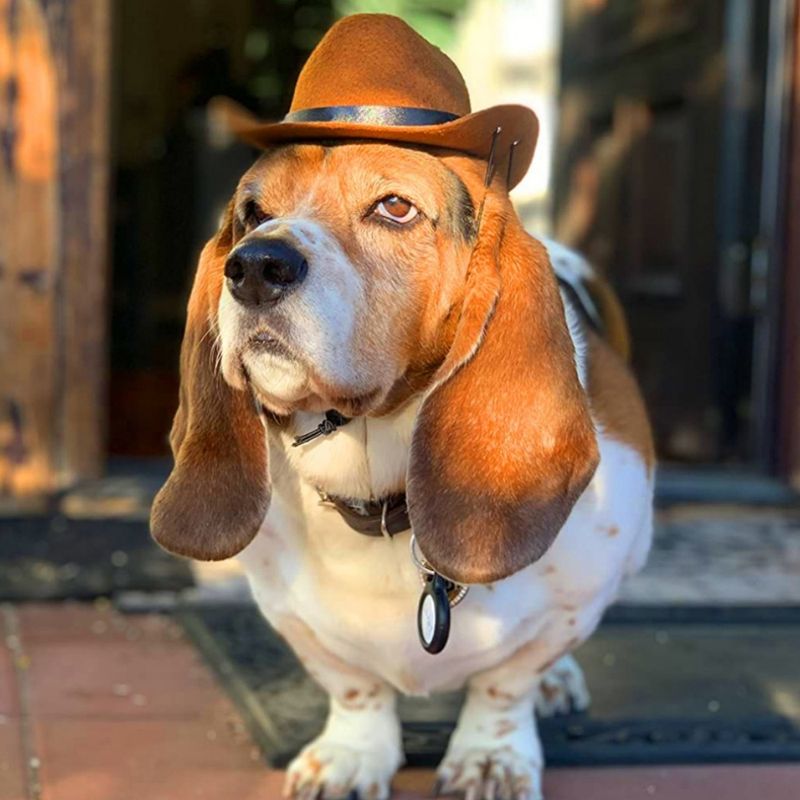 FurryFusion Chapeau de cowboy western pour chien
