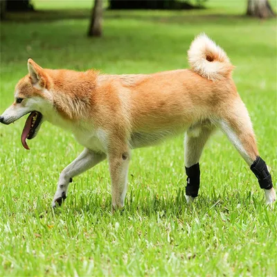 FurryFusion Protège - pattes pour chien après opération