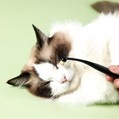 FurryFusion Brosse de toilettage pour chien et chat