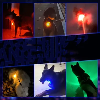 FurryFusion Pendentif lumineux pour chien et chat