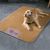 FurryFusion Matelas de fraîcheur pour chiens, 75×60 cm