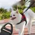 FurryFusion Harnais pour chien anti - traction réfléchissant