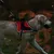 FurryFusion Harnais pour chien anti - traction réfléchissant