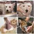 FurryFusion Appareil de rasage des poils des pattes pour chien et chat FurryFusion Appareil de rasage des poils des pattes pour chien et chat