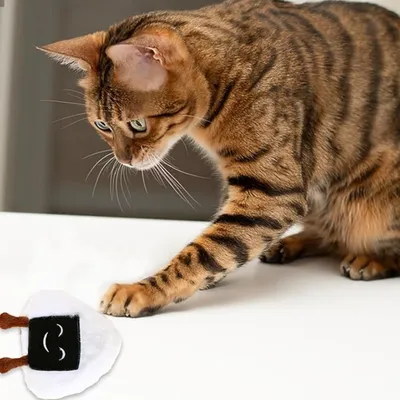 FurryFusion Appareil de rasage des poils des pattes pour chien et chat