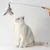 FurryFusion Bâton amusant pour chat