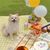 FurryFusion Gamelle pour chien pliable et conjointe pour les sorties