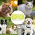 FurryFusion Ensemble de bols d'alimentation pour chien et chat