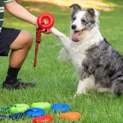 FurryFusion Quietschspielzeug für Hunde