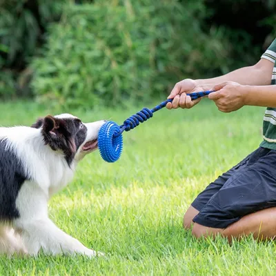 FurryFusion Quietschspielzeug für Hunde