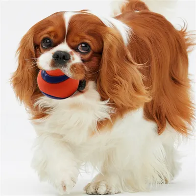 FurryFusion Pelota elástica luminosa para perros