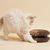 FurryFusion Griffoir magique pour chat avec clochette