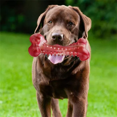 FurryFusion - Os en caoutchouc naturel pour mordiller