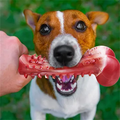 FurryFusion - Os en caoutchouc naturel pour mordiller