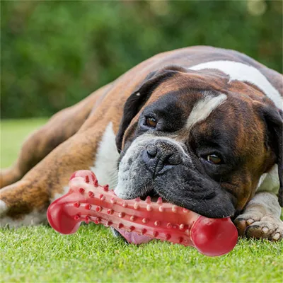 FurryFusion - Os en caoutchouc naturel pour mordiller