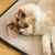 FurryFusion Tapis de couchage lavable pour chien
