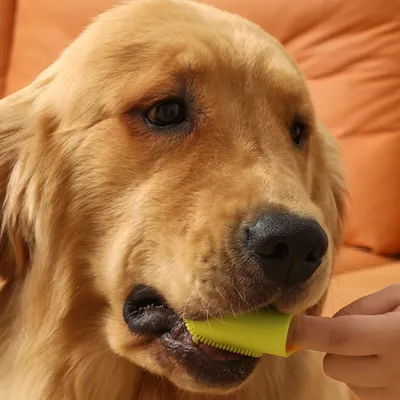 FurryFusion Juego de 4 cepillos de dientes para perros y gatos