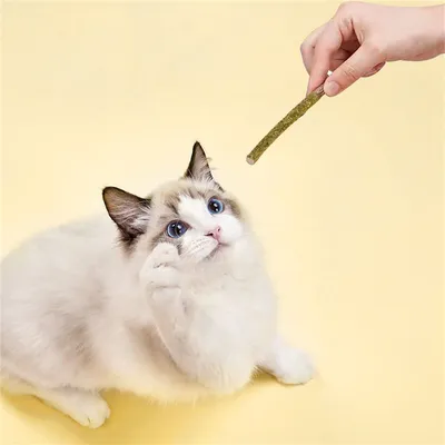 FurryFusion Barres de grignotage à la menthe pour chats