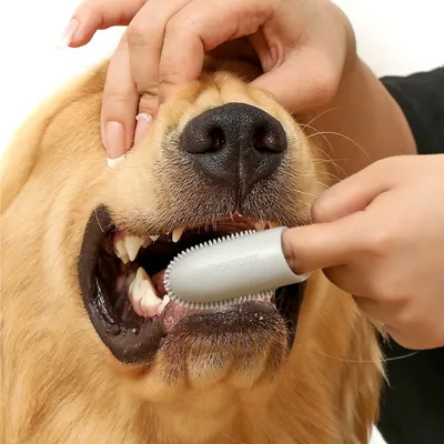 FurryFusion Juego de 4 cepillos de dientes para perros y gatos