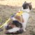 FurryFusion Harnais de traction pour chat
