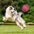 FurryFusion Disque volant pour chien