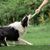 FurryFusion Disque volant pour chien