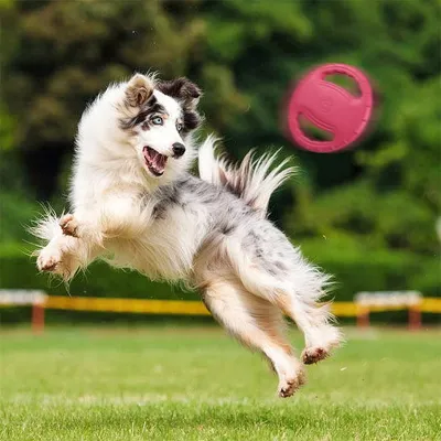 FurryFusion Disque volant pour chien