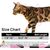 UAMLY Ensemble Harnais et Laisse pour Chat